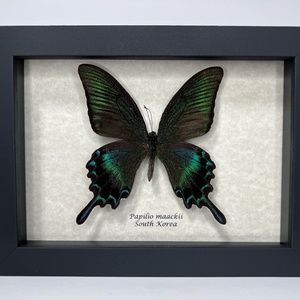 COPY - Framed Papilio maackii butterfly